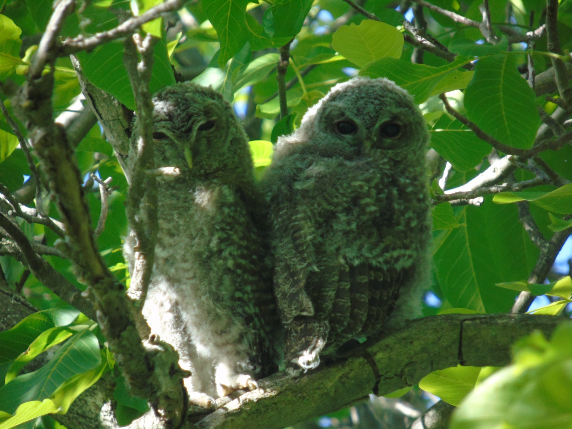 La naturaleza es pura presencia